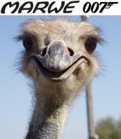 Marwe